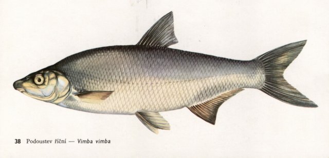 Naše ryby
